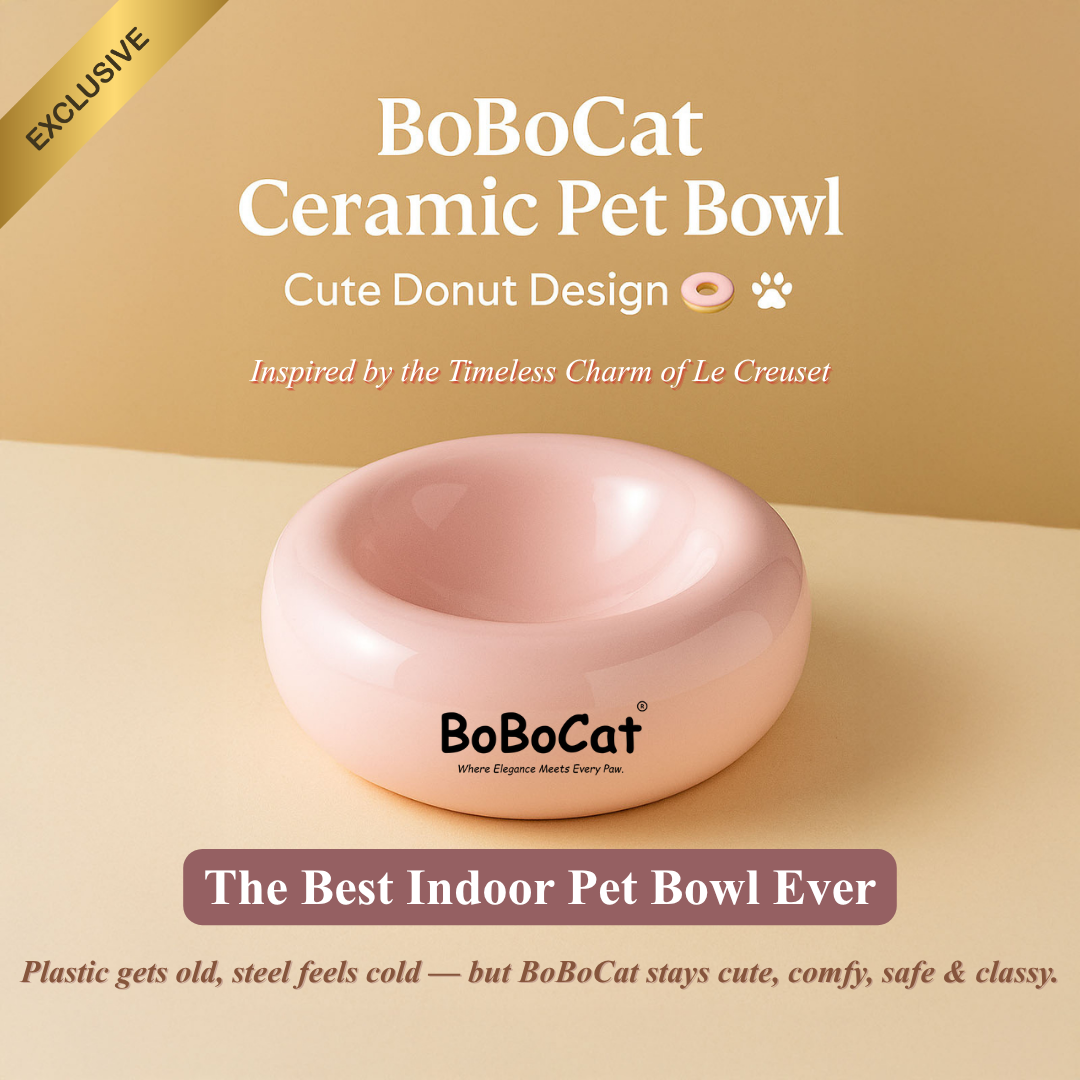 Why Choose a Ceramic Pet Bowl Over Plastic or Stainless Steel?